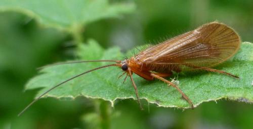 Réf. 193 695 : Chaetopteryx villosa